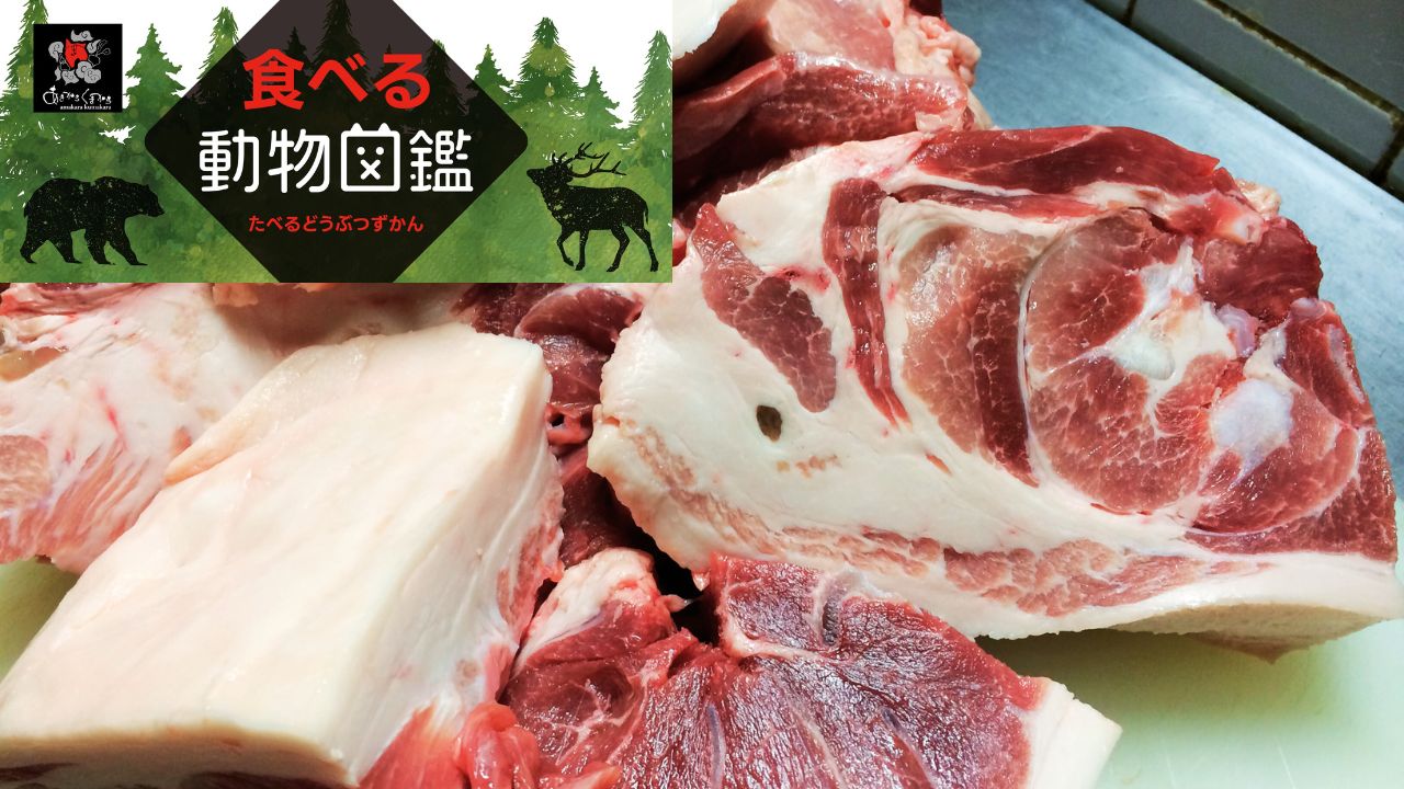 猪肉は美味しい？ジビエ料理店の店主が徹底解説 - ジビエ料理 あまから